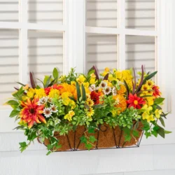 Outdoor Sunrise Dahlia Foliage